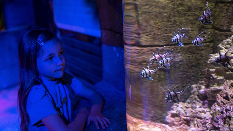 Underwater exhibit at SEA LIFE Birmingham