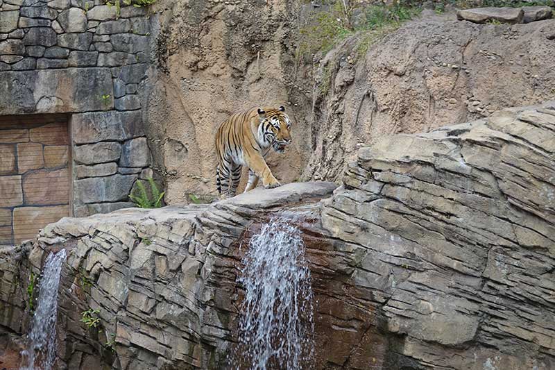 Tiger at Busch Gardens Tampa Bay